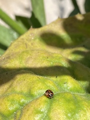 Adalia angulifera