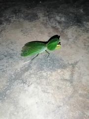 Choeradodis rhombicollis