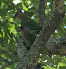 Poicephalus cryptoxanthus
