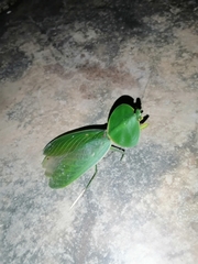 Choeradodis rhombicollis