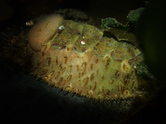 Mopalia spectabilis