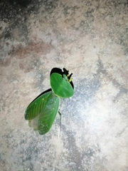 Choeradodis rhombicollis