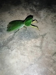 Choeradodis rhombicollis