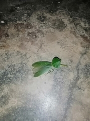 Choeradodis rhombicollis