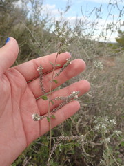 Aloysia