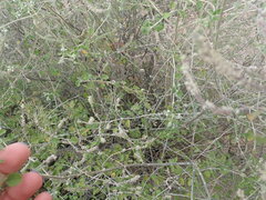 Aloysia