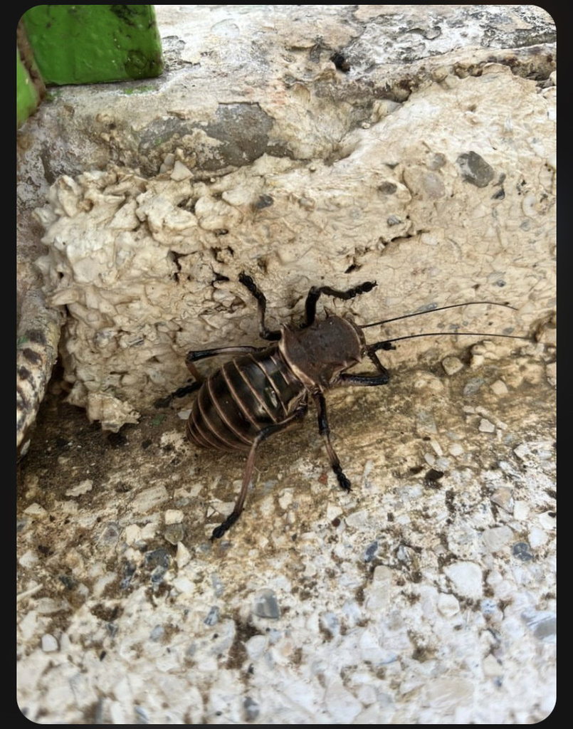 Gymnoproctus abortivus