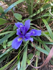 Iris