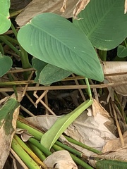 Sylvilagus palustris