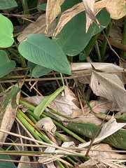 Sylvilagus palustris