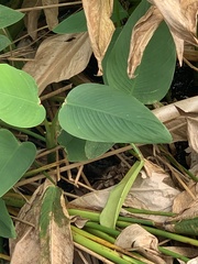 Sylvilagus palustris