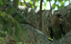 Poicephalus cryptoxanthus