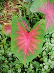 Caladium bicolor