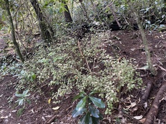 Rhabdothamnus solandri