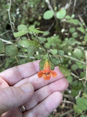 Rhabdothamnus solandri
