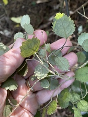 Rhabdothamnus solandri