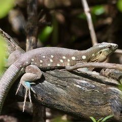 Cnemidophorus murinus