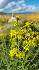 Senecio inaequidens