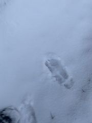 Lepus americanus