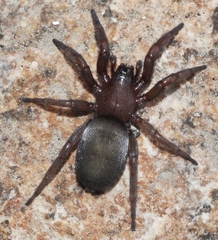 Scotophaeus scutulatus