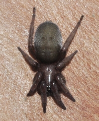 Scotophaeus scutulatus