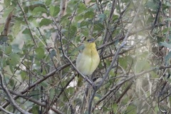 Ploceus