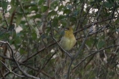 Ploceus