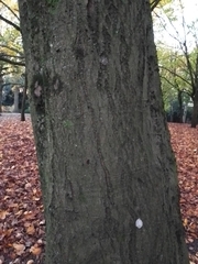 Fagus sylvatica