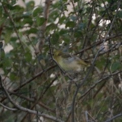 Ploceus