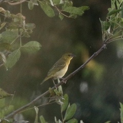 Ploceus
