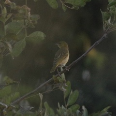 Ploceus