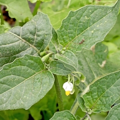 Image of Solanum nigrum