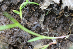 Anoscopus flavostriatus