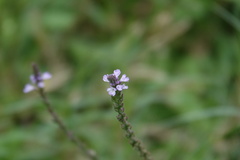 Verbena halei