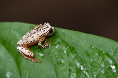 Dendropsophus triangulum