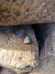 Drymaeus multilineatus