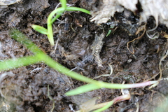 Anoscopus flavostriatus