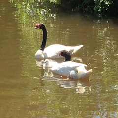 Cygnus melancoryphus