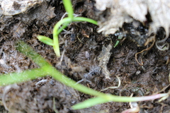 Anoscopus flavostriatus