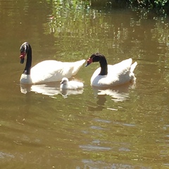 Cygnus melancoryphus