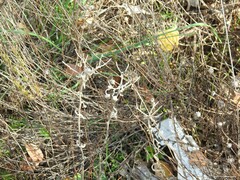 Andryala integrifolia