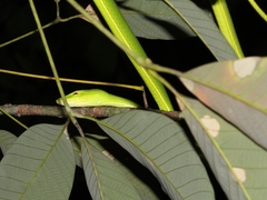 Ahaetulla prasina