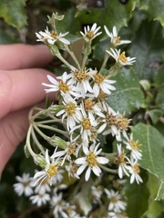 Olearia × macrodonta