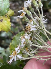 Olearia × macrodonta