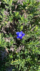 Glandora prostrata