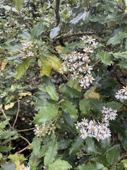 Olearia × macrodonta