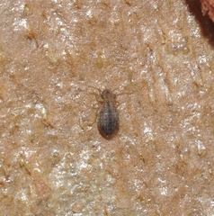Cerobasis
