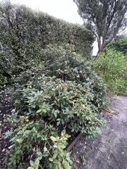 Olearia × macrodonta