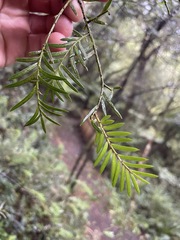 Prumnopitys ferruginea