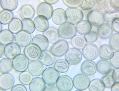 Byssocorticium pulchrum